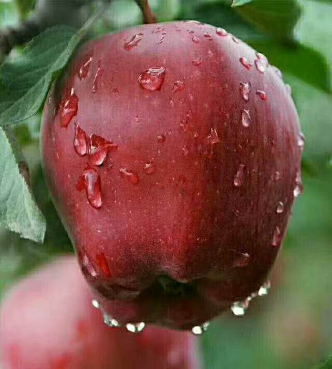 Domestic late maturing apple seedlings with large national light and small national light, suitable for sour and sweet storage, and delicious taste