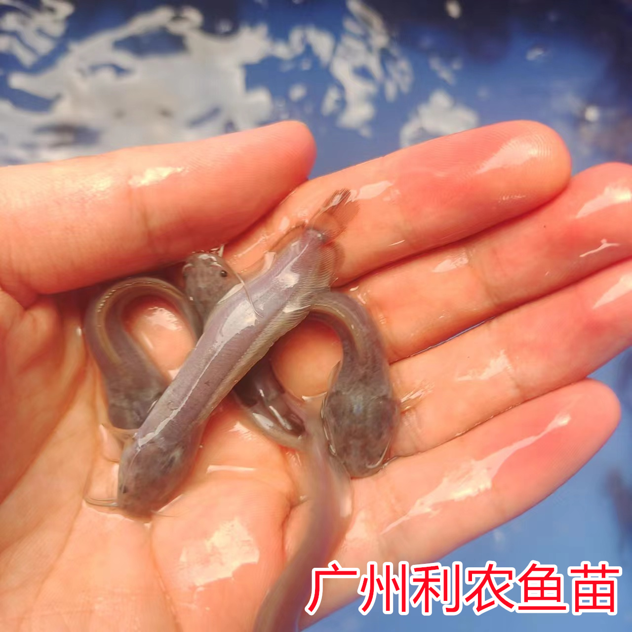 4-6 cm high-quality local pond fish fry, pond lice fish wholesale, soil pond angler fish aquatic fry, live package