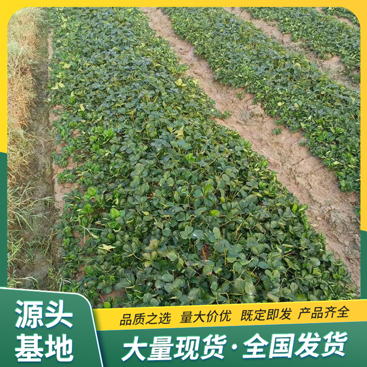 Picking of Red Strawberry Seedlings in Greenhouse Using Source Factory with Pots and Soil for Lufeng Horticulture