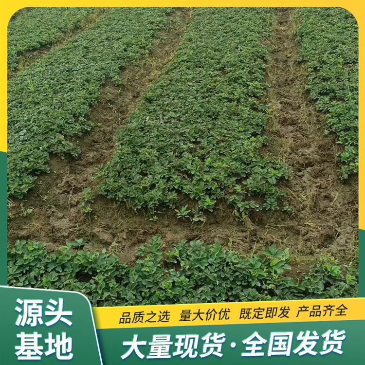 Jingxiang Strawberry Seedling and Fruit Seedling Base Cultivation and Utilization Strength Base with Pot and Soil, Lufeng