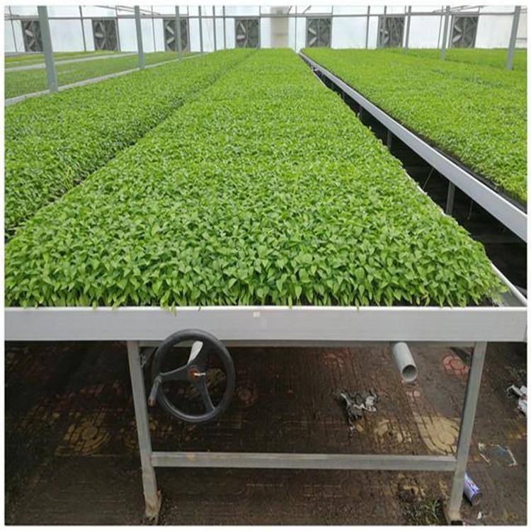 Tailong Greenhouse Seedling Bed Net Tidal Seedling Planting Net Bed Corrosion Resistant Flower Rack Net Customization