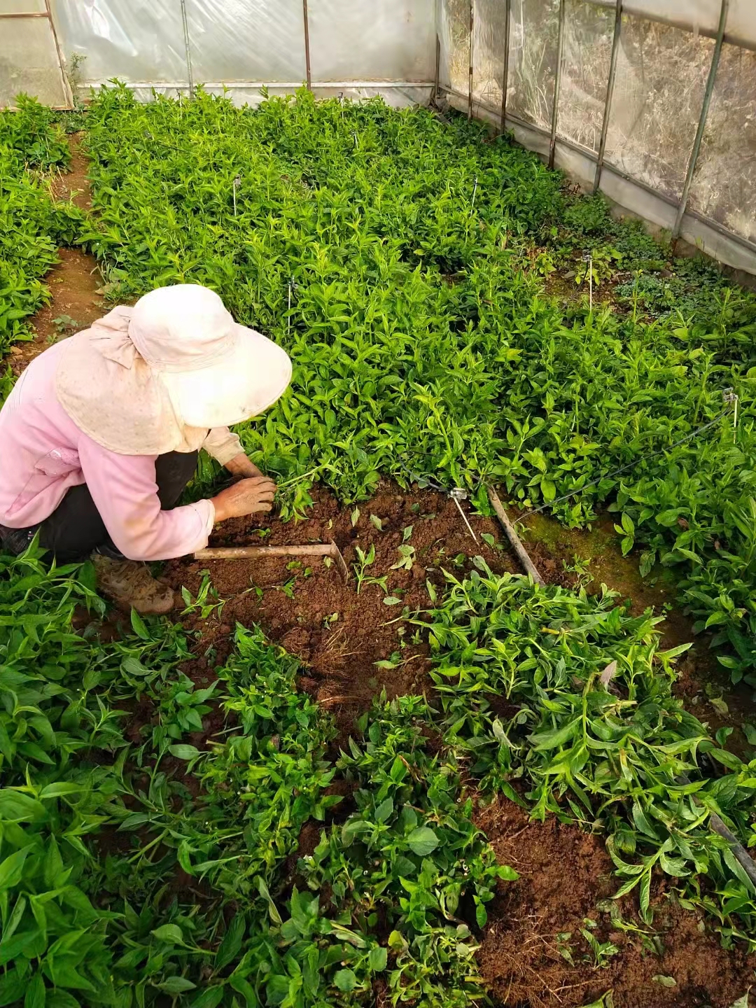 High quality red fruit ginseng 60 public farms container seedlings 1 year bag authentic seedlings Spider fruit fruit planting base