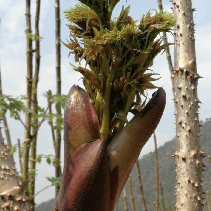 Free technical guidance for first-hand sources of newly harvested thorny and old sprout seeds from the origin of the year