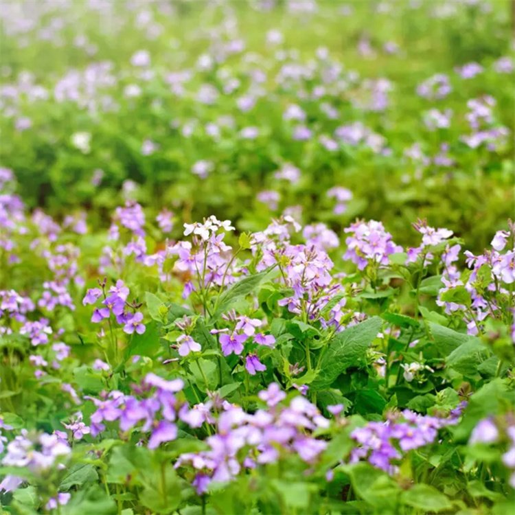 February Orchid Base Small Seedling Flower Color Purple April May Flowering Herb Plant Snory Flower