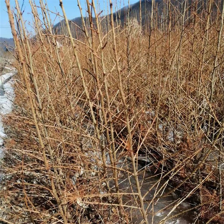 2年日本落叶松苗 苗圃直供 大量现货 提供种植技术 支持在线交易