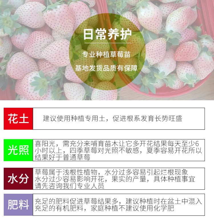 Strawberry artificial seedlings, flesh, sweet fruit, slender and fragrant stem, capillary roots, thick and developed, suitable for potted cultivation