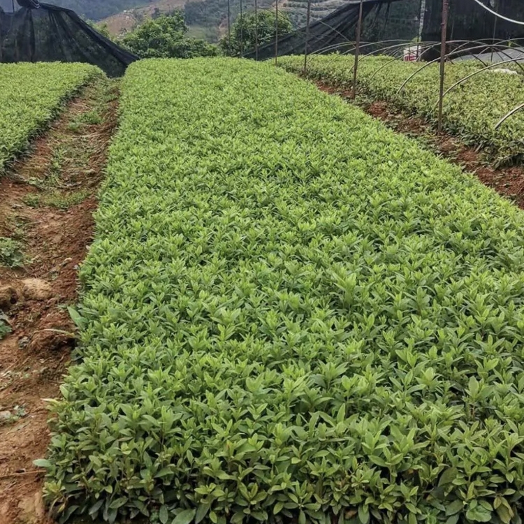 Wholesale of Rhododendron Seedling Planting Base and Rhododendron Seedling Wholesale Base