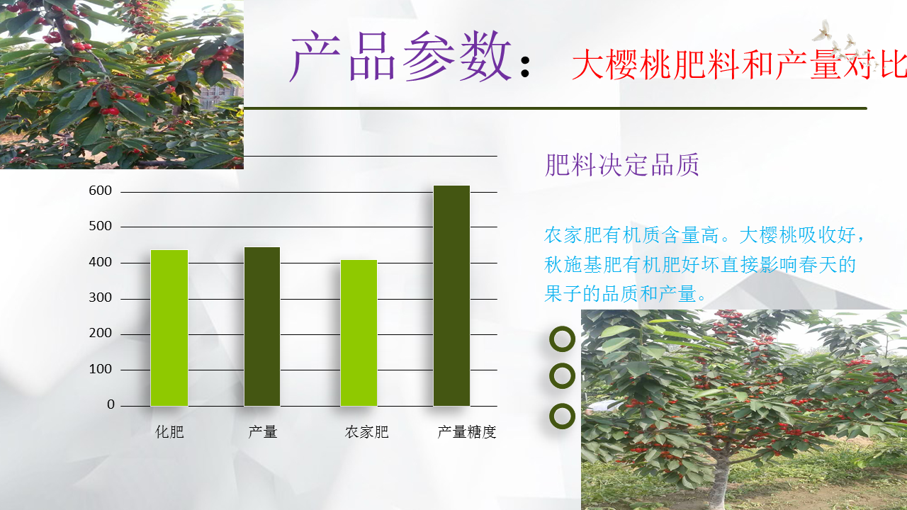 Yellow cherry seedling variety Huangmibinku Brilliant and mature, sweet and not sour, with a bright and slightly reddish color