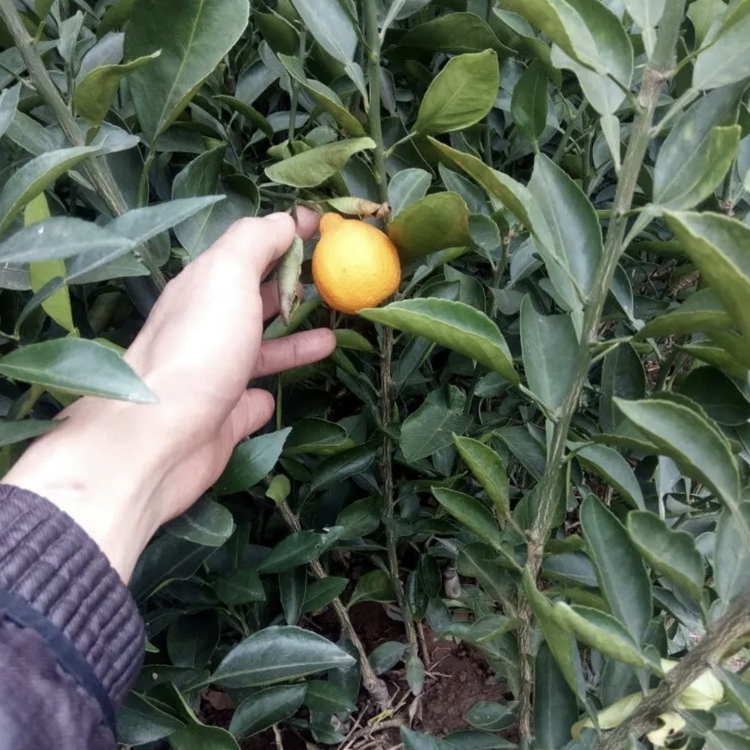 Guangxi Ugly Citrus Seedling Planting Garden Wholesale Ugly Citrus Seedlings Where Can I Sell Ugly Citrus Seedlings