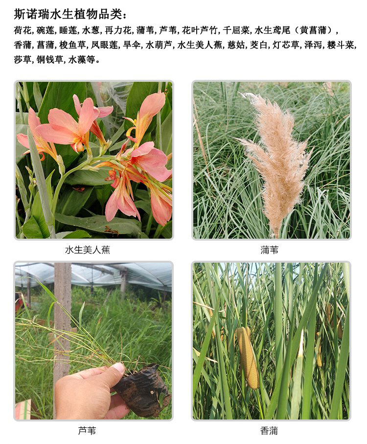 Early spring ornamental flowers with long flowering period and sufficient direct supply of small seedlings in the base of purple glutinous rice