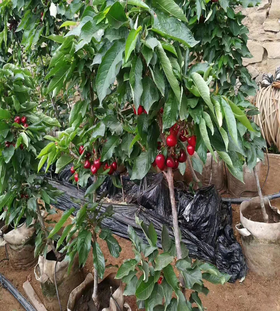 Dwarf Samitot Cherry Seedlings in Wangyun Agricultural Base Spot Lucky Star Fuchen Tamara Survives Well