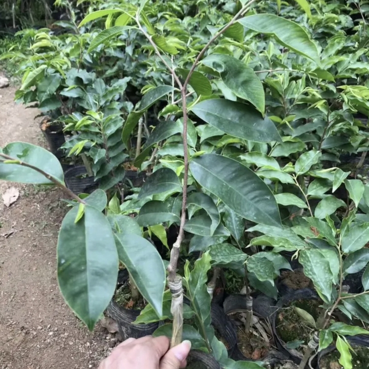 綠奇楠沉香苗百畝種植區 批發綠奇楠沉香苗 綠奇楠沉香苗基地