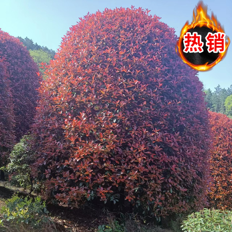 红叶石楠小苗 红叶石楠球苗木基地 独杆15公分石楠树柱毛球 希望 d670