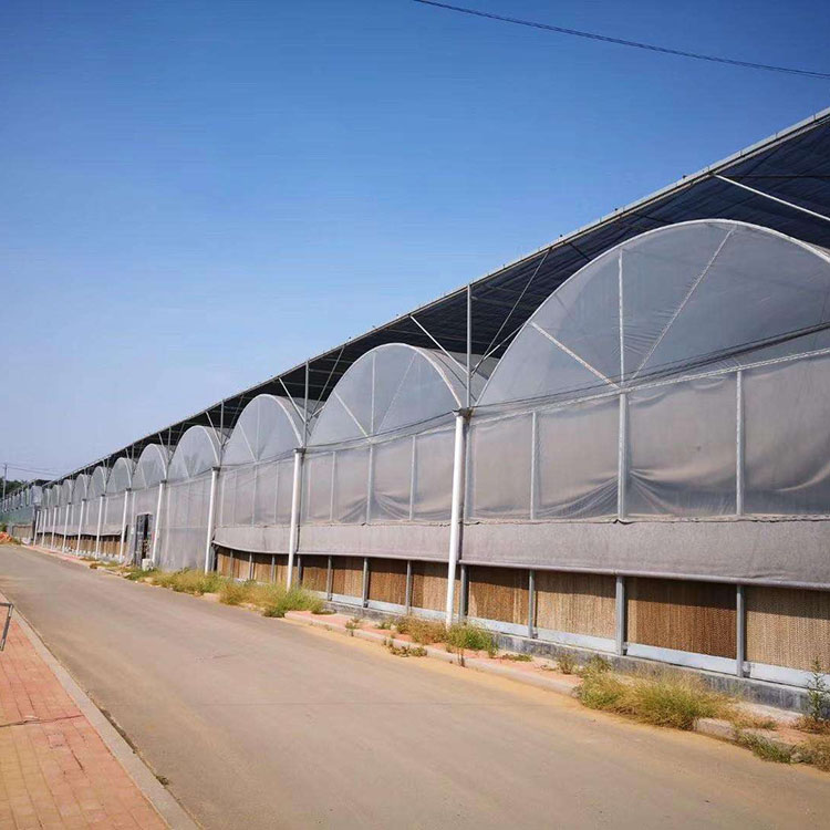 Factory orders and processes Tongfeng Jianye vegetable greenhouse skeleton, flower single temperature room skeleton