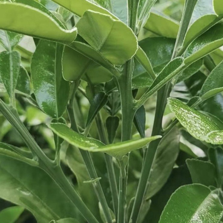 Free Planting Technology Consultation for Orange Red Seedlings Wholesale in the Main Production Area of Orange Red Cultivation