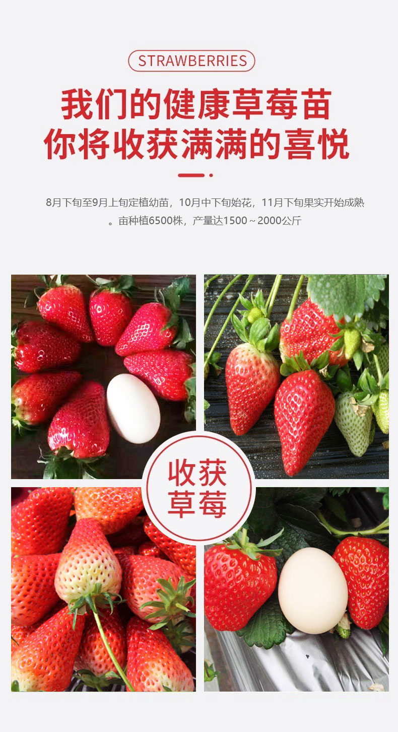 LF10 Lufeng Gardening Technology for Cultivation and Application of Snow White Strawberry Seedling and Fruit Seedling Base