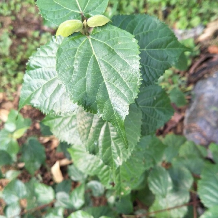 Spot supply of jadeite tofu seedlings with developed rooting system and high survival standards, complete and complete