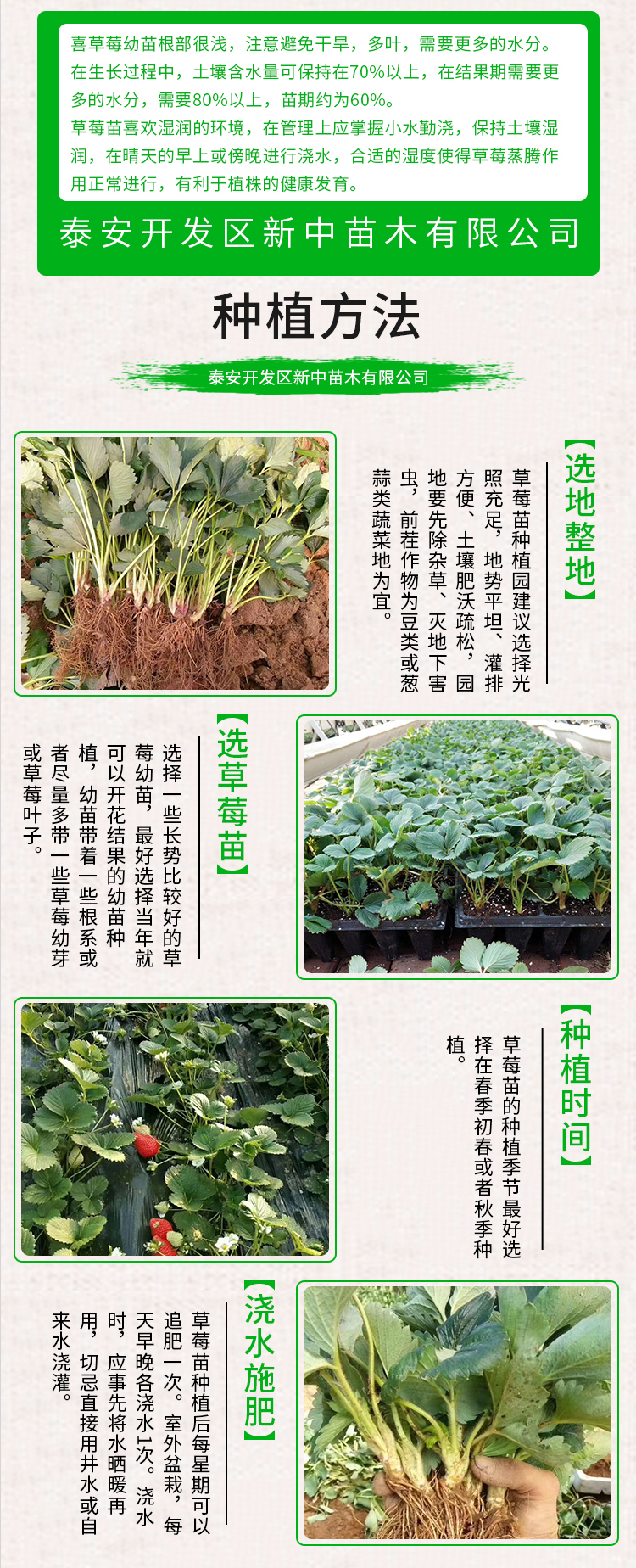 Xinzhong Seedlings Sell Cream Strawberry Seedlings, Fruit Sweetness, High Hardness, Good Transportation Tolerance, Red Strawberry Seedling Base