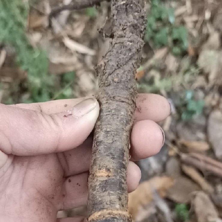 Wholesale of fragrant tea in the production area. Small seedlings with developed rooting systems and high survival standards, complete and complete