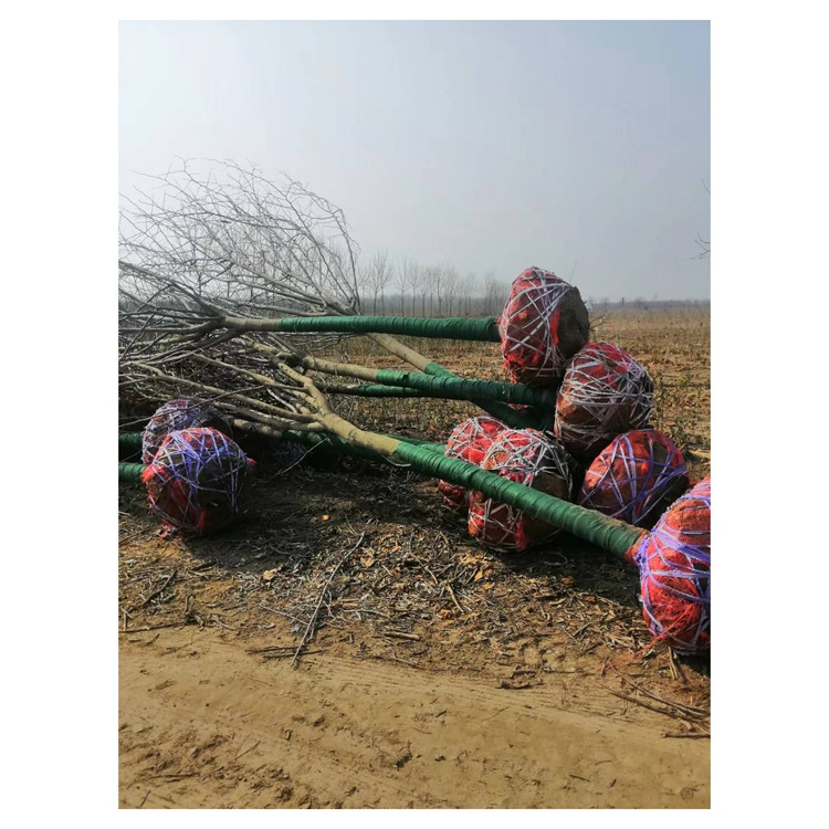 灏淼园林 出售 3-15公分巨紫荆 紫荆工程苗 货源充足