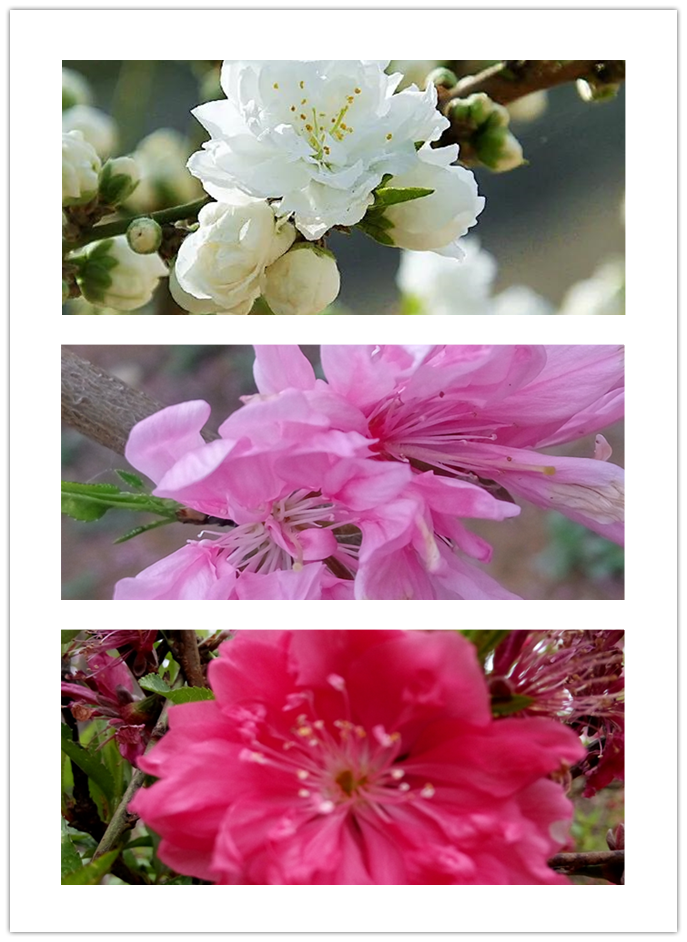 Dropping branch green peach with 1.5 meters branching points, red and white flower varieties, mostly formed by spring grafting for two years