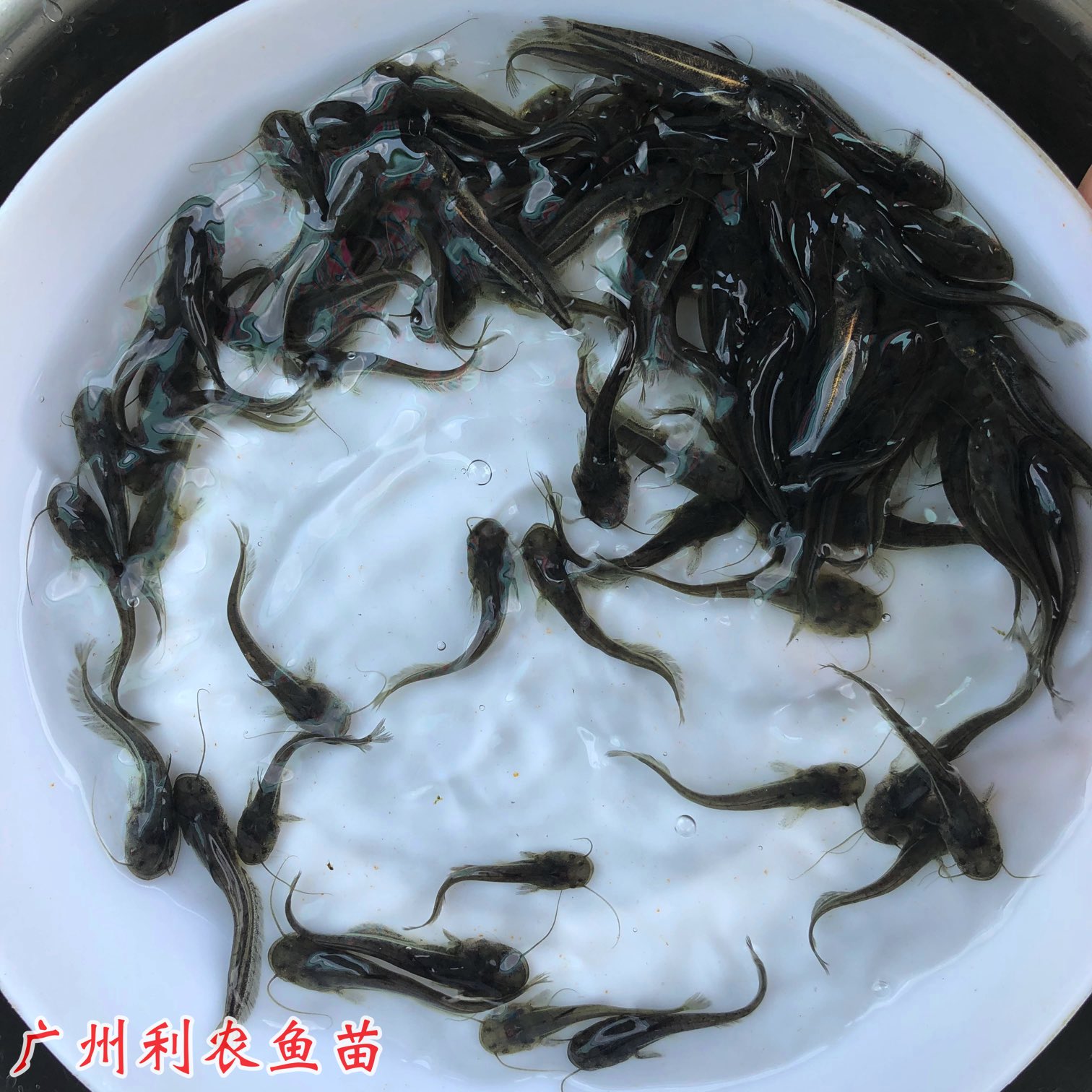 Wholesale of large mouth catfish fry Fresh water hybrid Southern yellow catfish fry Good breeding specifications complete