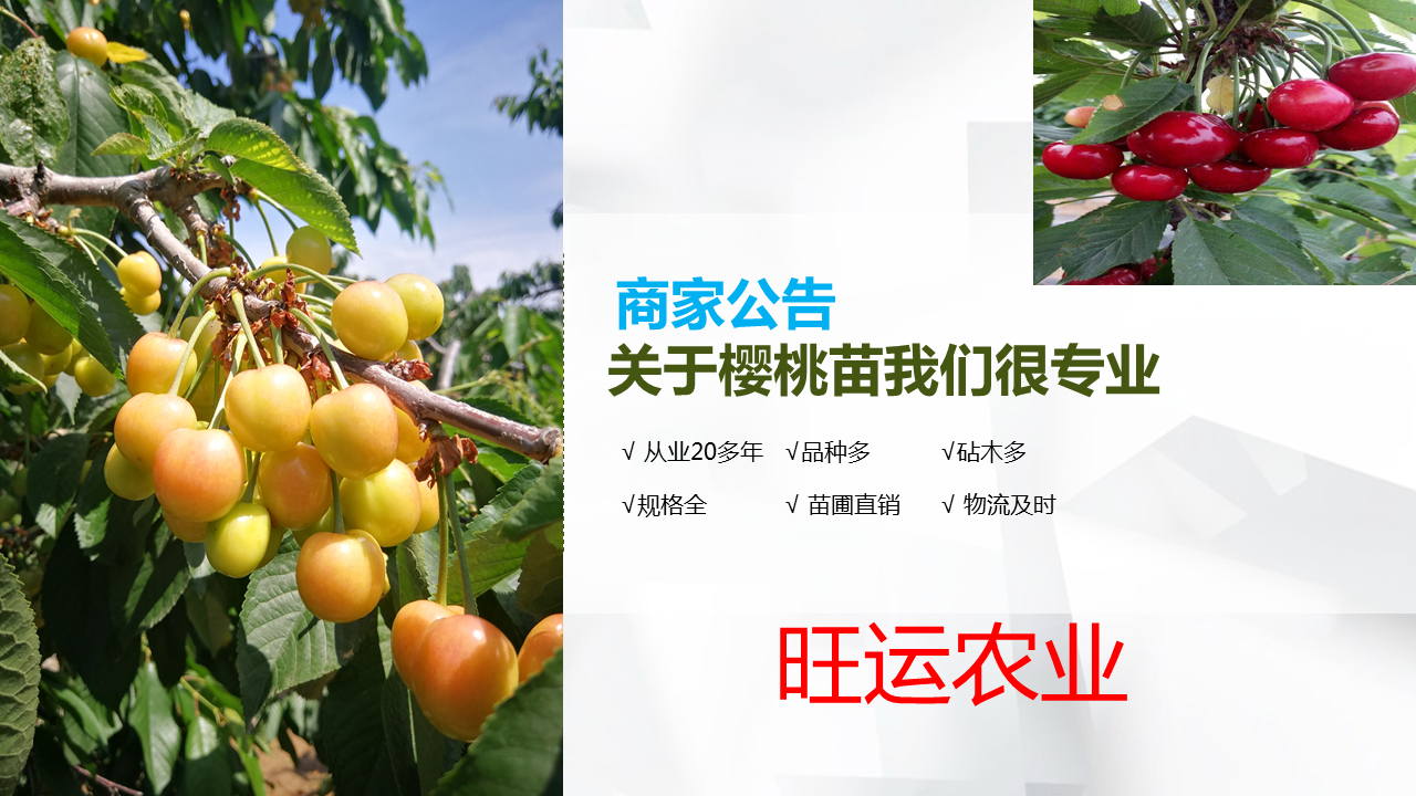 Yellow cherry seedling variety Huangmibinku Brilliant and mature, sweet and not sour, with a bright and slightly reddish color