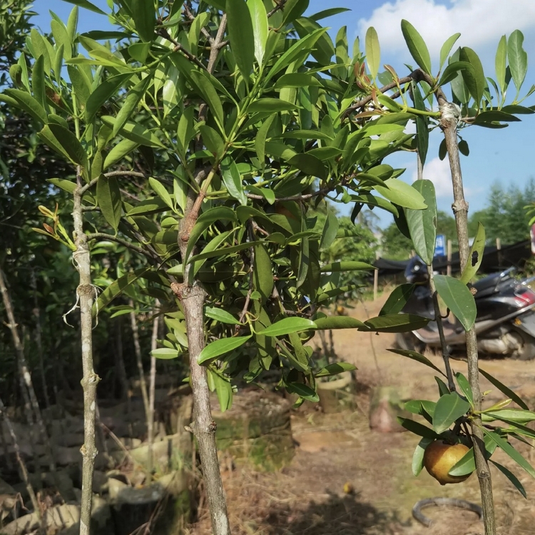 云南山竹种植基地图片