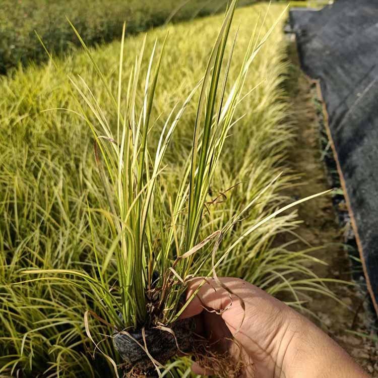 Supply of Golden Leaf Stone Acorus Seedling Aquatic Plant Ornamental Grass at Snory Cultivation Base