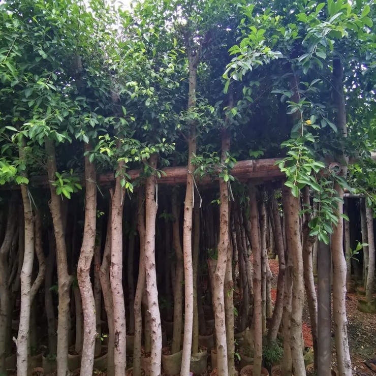 The base provides year-round supply of small leaved banyan mines with green seedlings, and the professional cooperative has excellent quality and price