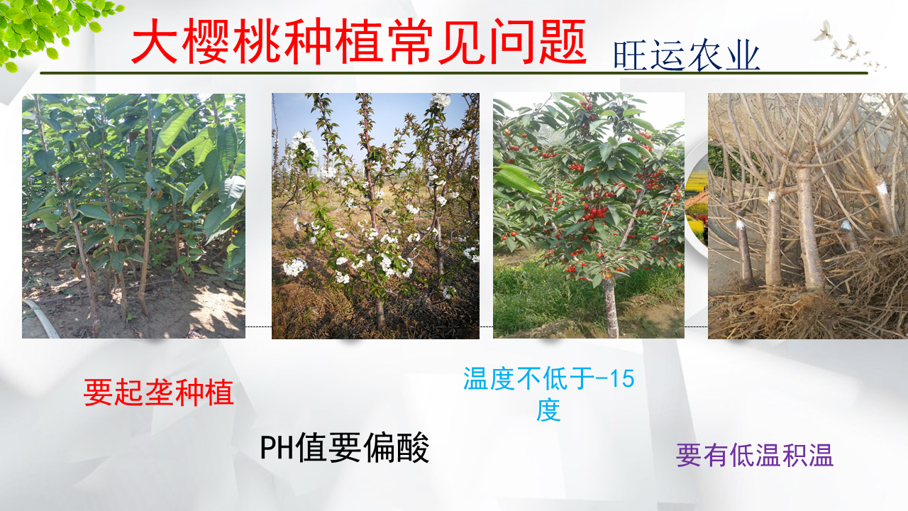 Yellow cherry seedling variety Huangmibinku Brilliant and mature, sweet and not sour, with a bright and slightly reddish color