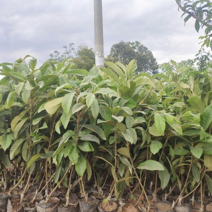 Wholesale planting of Jiefangzhong loquat seedlings in the production area, with low and controllable cost, can be planted in barren mountains and farmland