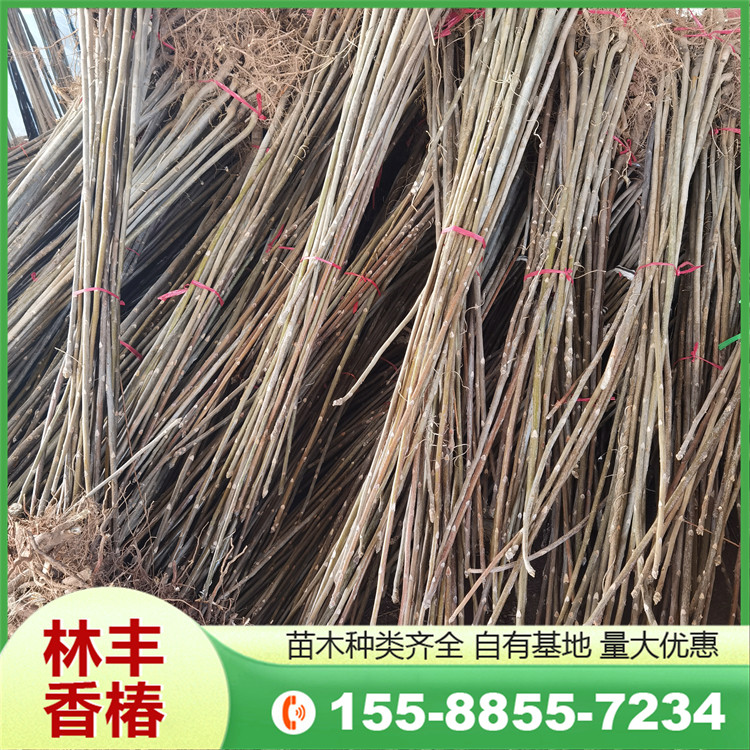 林丰 红油香椿批发 2公分 抗病虫能力强 露地种植 基地现挖