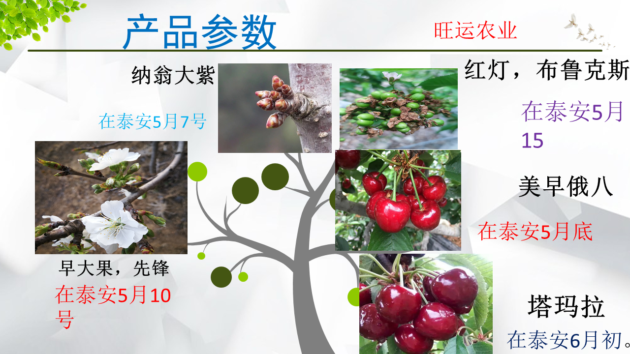 Dwarf Samitot Cherry Seedlings in Wangyun Agricultural Base Spot Lucky Star Fuchen Tamara Survives Well