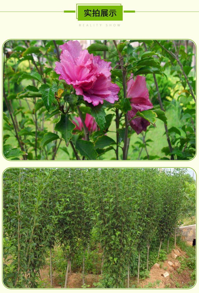 Long term supply of cluster hibiscus flowers, three centimeters long, with complete specifications of red hibiscus flowers