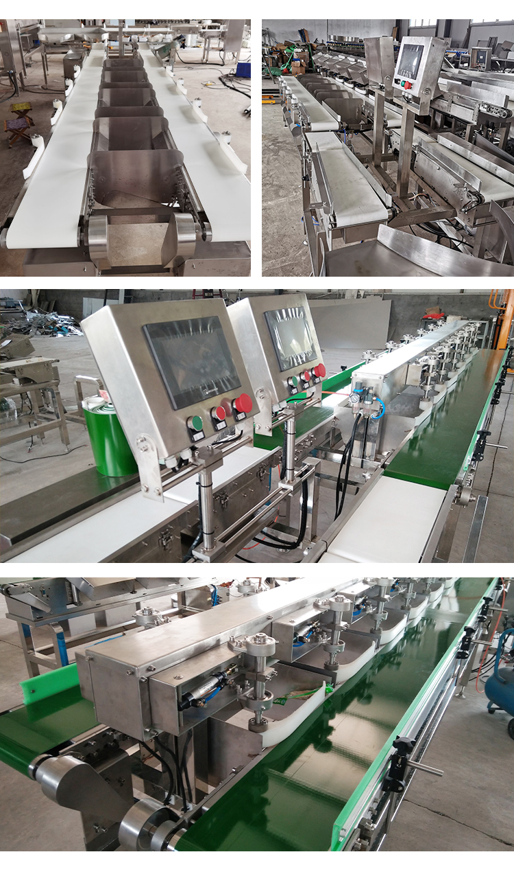 Stainless steel belt sorting machine Yellow croaker and pomfret sorting machine Saint Mary fruit Yangmei sorting equipment