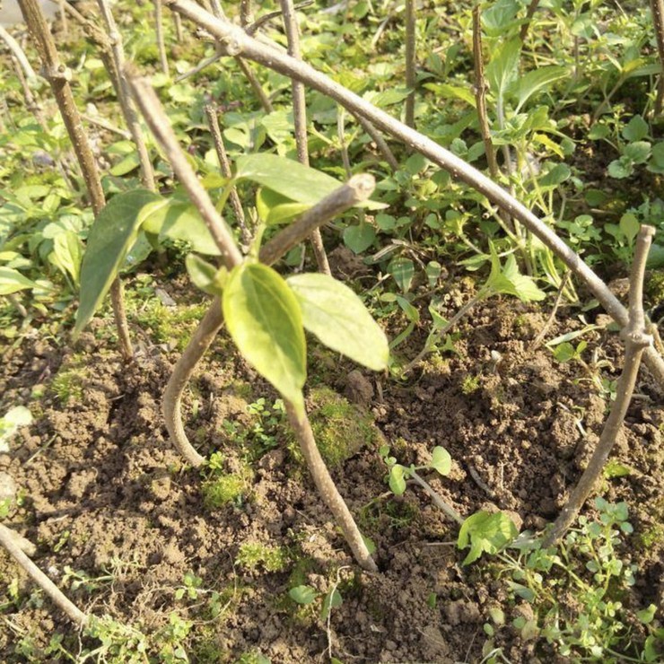 Perennial base supply of fragrant thorn seedlings, nurseries, production areas, direct supply, quality assurance, planting technology sharing