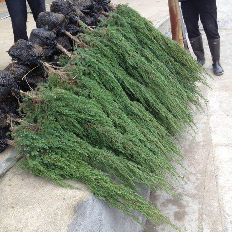 Baota Pine Seedling Wholesale in Growing region Baota Pine Seedling Wholesale Base