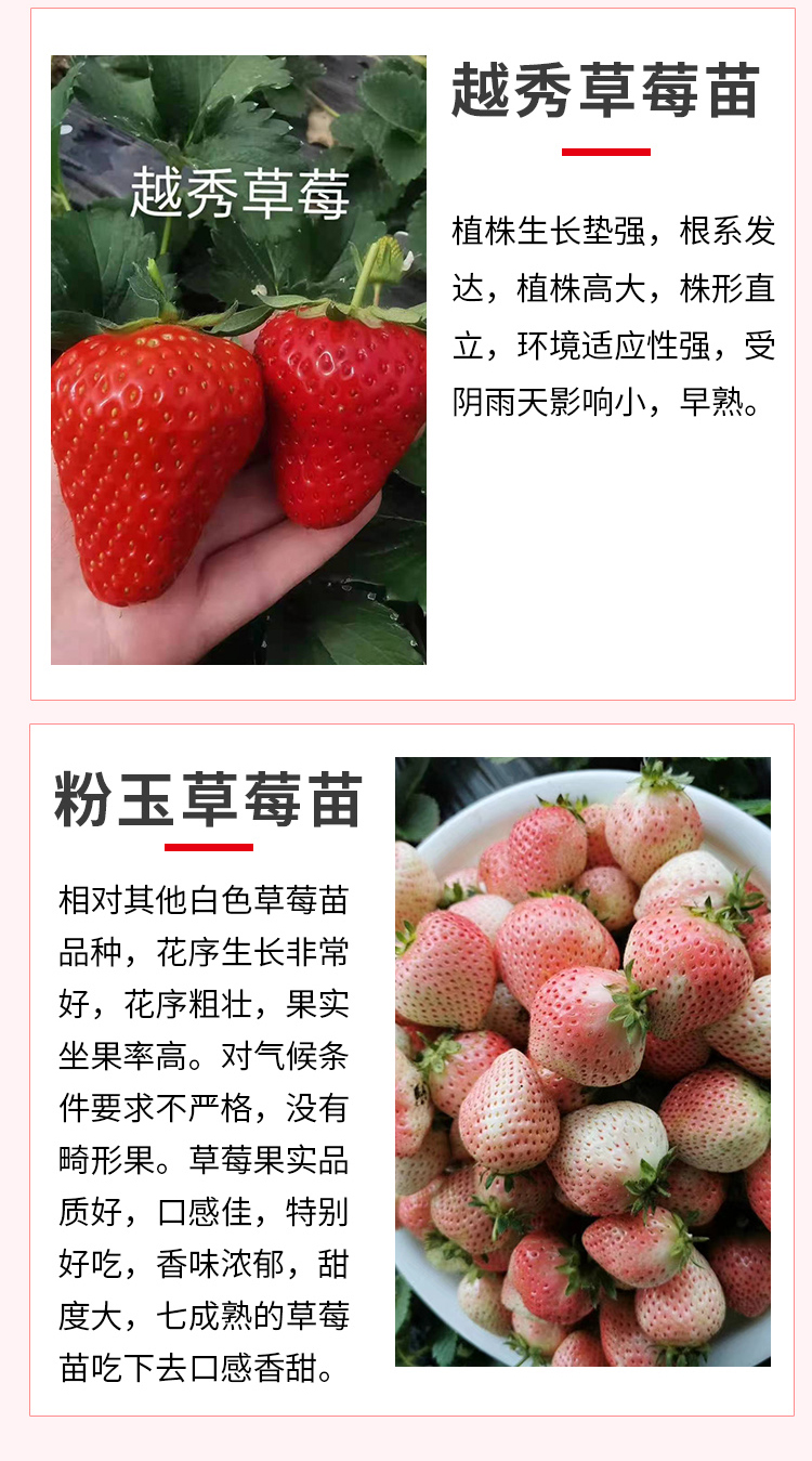 Zhang Ji, an old variety of sweet Charlie strawberry seedlings grown in high yield greenhouses every year