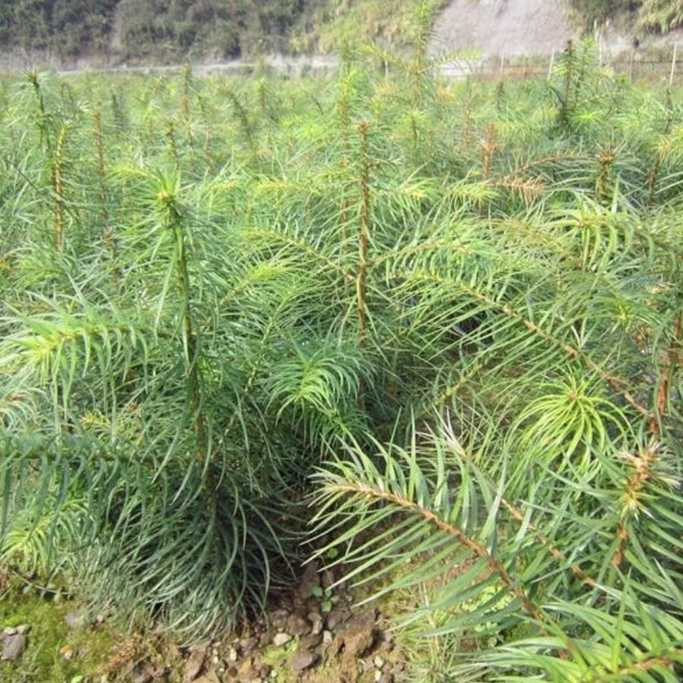 Welcome to visit and inspect the wholesale of Chinese fir seedlings in Yongchun Qianmu Third Generation Fast Growing Chinese fir Forest Farm