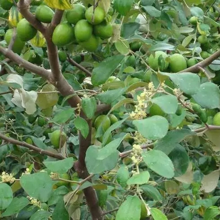 湖北風味奶油青棗種植區 批發香飄十月青棗樹苗