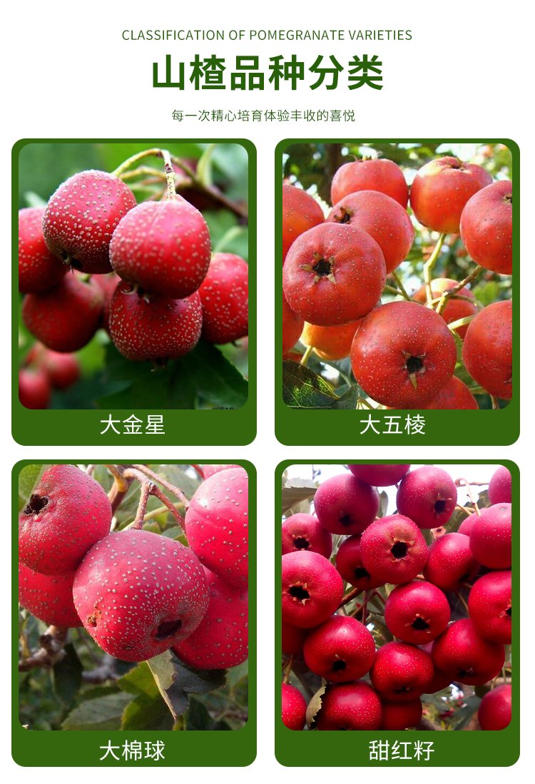 Hawthorn seedlings, big golden stars, sweet red fruits, self flowering, fruiting, prosperous transportation, agricultural courtyard planting, and harvesting in the same year