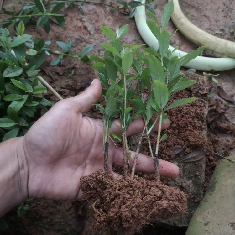 Wholesale of Rhododendron Seedling Planting Base and Rhododendron Seedling Wholesale Base