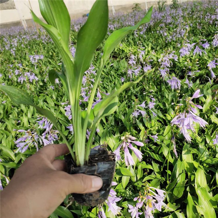 Flower leaf, golden border, purple flower, jade hairpin, farmer's direct hair, small seedlings, and large pots with complete specifications