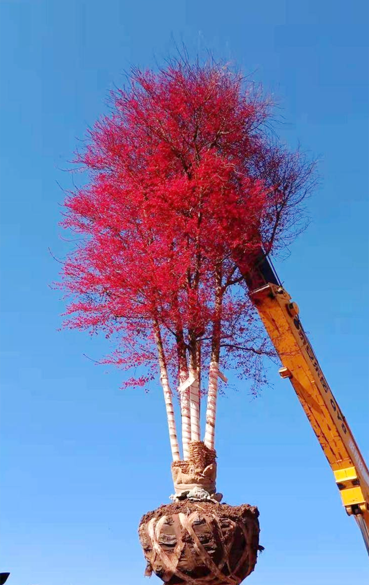 红大袖红枫 庭园园林地栽 耐修剪 城市行道厂矿区绿化树种
