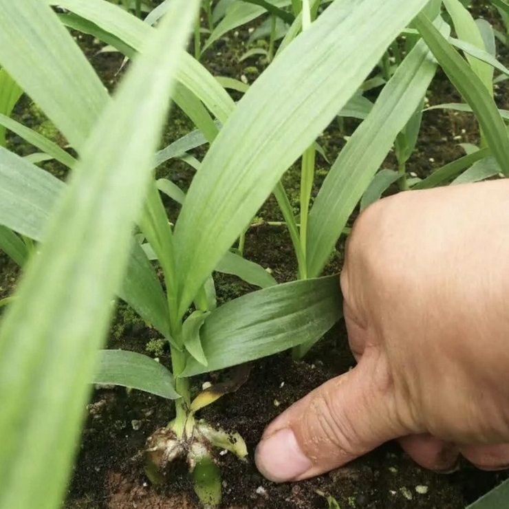 Direct supply of purple flowers, three forked white hyacinth sprouts and seedlings from the place of origin, door-to-door package, welcome to call, negotiate, and share experience