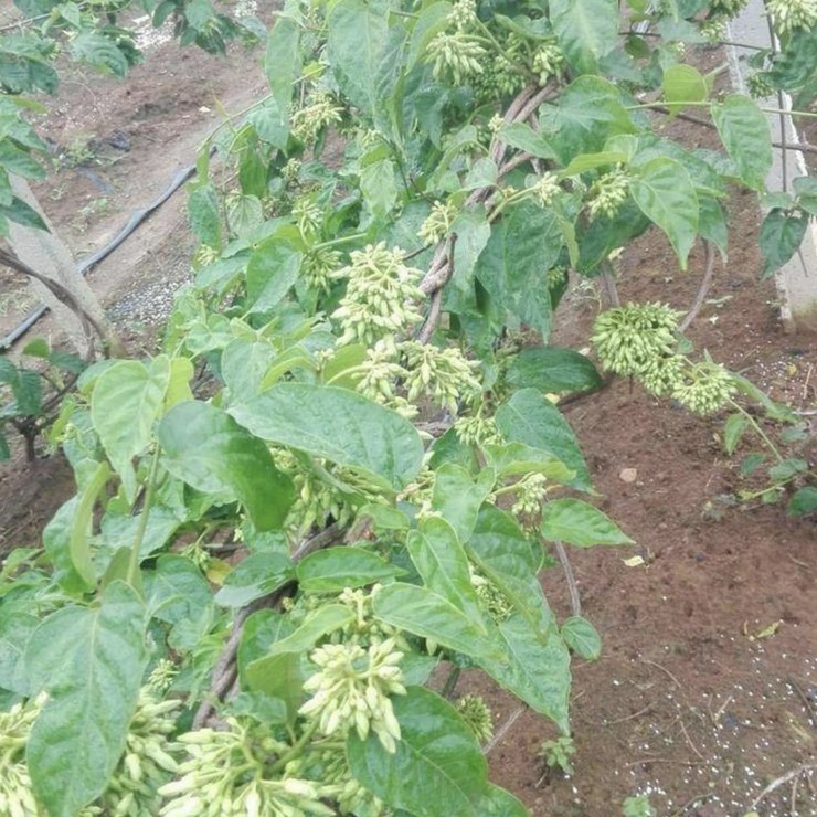 Perennial base supply of fragrant thorn seedlings, nurseries, production areas, direct supply, quality assurance, planting technology sharing