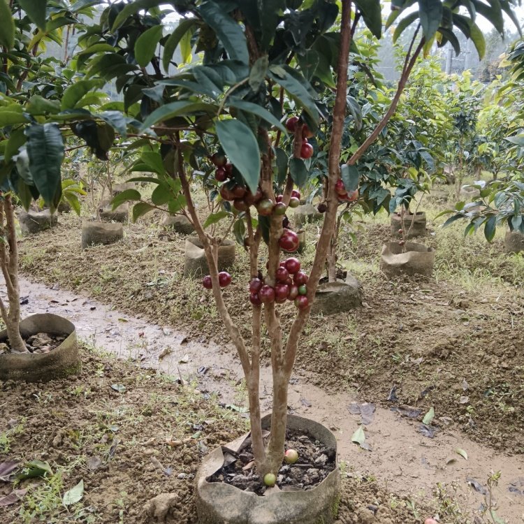 四季嘉宝果 树葡萄全国种植基地 常绿性观叶乔木 四季常绿货源足