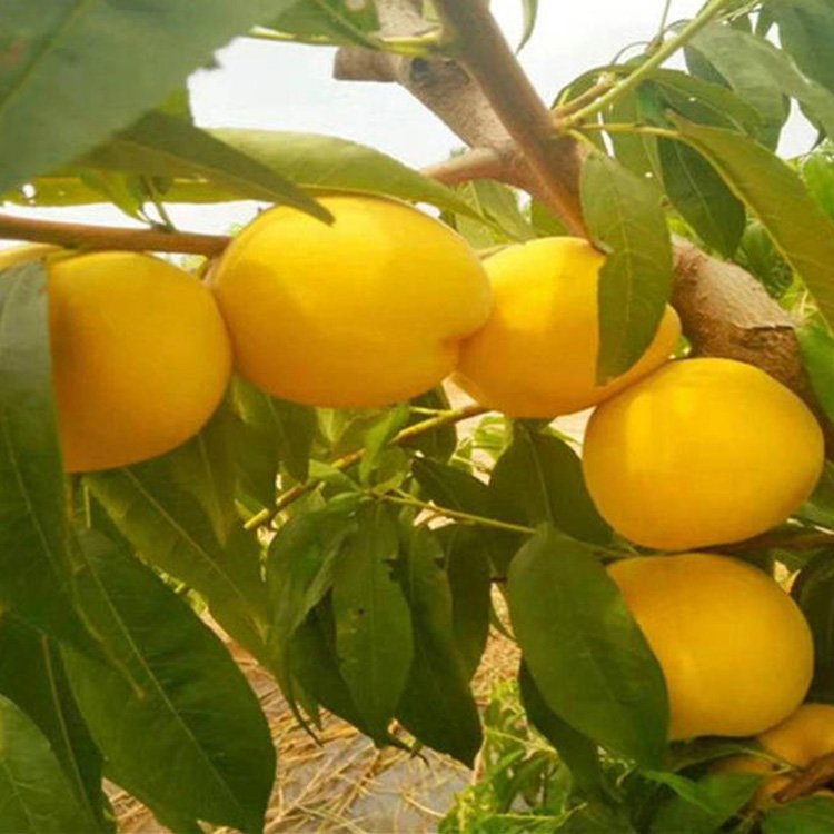 The grafting varieties of peach seedlings and mountain peach seedlings occupy land and are supplied by agricultural manufacturers in Dawangyun