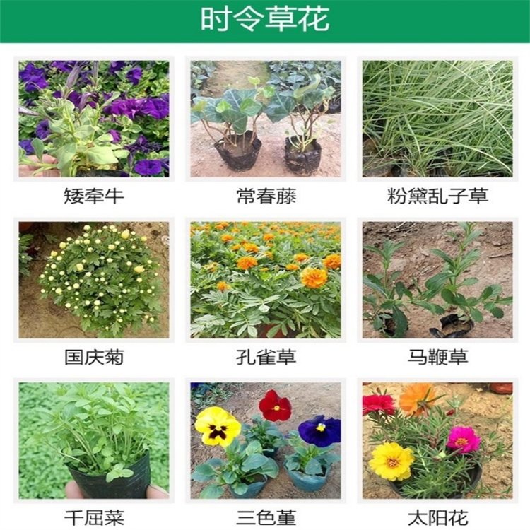 沐辉 雏菊 花色鲜艳 适应性较强 小区公园绿化 景区用工程苗